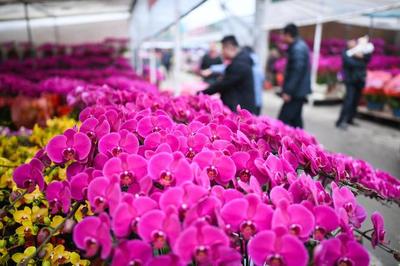 綻放世界之巔 我國成為世界最大花卉生產國，禮品花卉銷售迎來新機遇